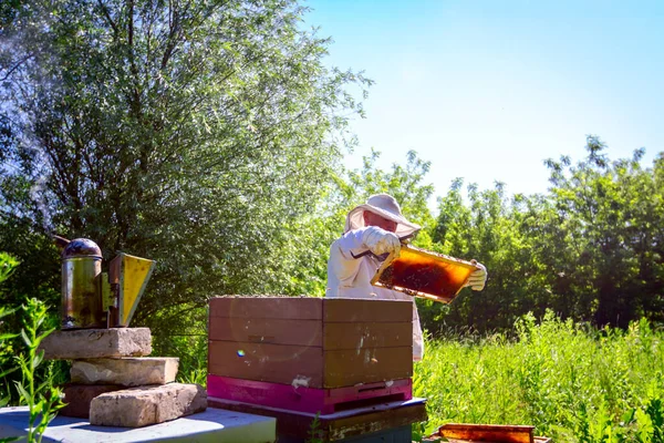Apiarist, arıcı arılar petek ahşap çerçeve üzerinde kontrol ediyor — Stok fotoğraf