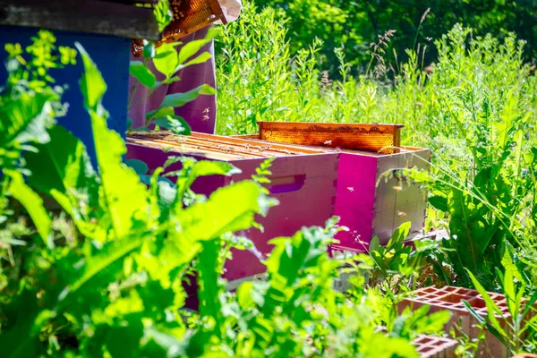 Pszczelarzy, pszczelarz jest sprawdzanie pszczoły na drewnianej ramie o strukturze plastra miodu — Zdjęcie stockowe