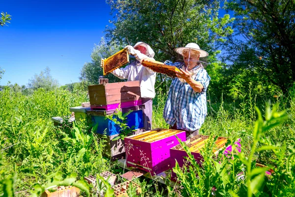 Dwóch starszych apiaristów, pszczelarzy kontroli pszczół na plaster miodu — Zdjęcie stockowe