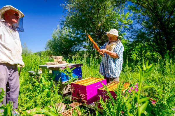 2人の高齢のアピアリスト、養蜂家がハニカムでミツバチをチェックしている — ストック写真