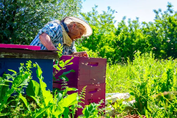 Yaşlı kadın apiarist, arıcı apiary çalışıyor — Stok fotoğraf