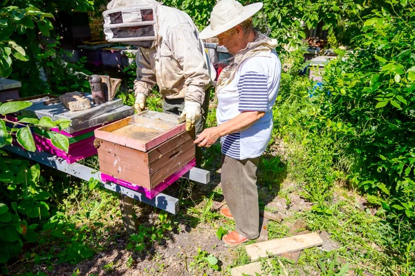 2人の高齢のアピアリスト、養蜂家がハニカムでミツバチをチェックしている — ストック写真