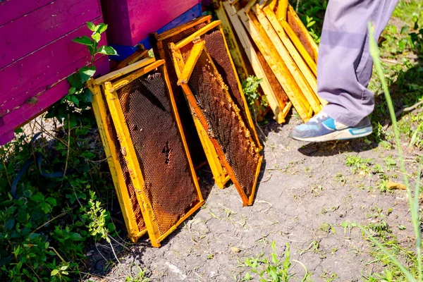 Favo vuoto senza miele su telaio in legno — Foto Stock
