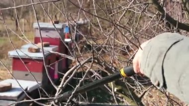 Bahçıvan dalları kesiyor, meyve ağaçlarını meyve bahçesinde uzun makasıyla buduyor. Çiftçi baharın erken saatlerinde meyve ağaçlarının dallarını buduyor..