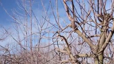 Bahçıvan dalları kesiyor, meyve ağaçlarını meyve bahçesinde uzun makasıyla buduyor. Çiftçi baharın erken saatlerinde meyve ağaçlarının dallarını buduyor..