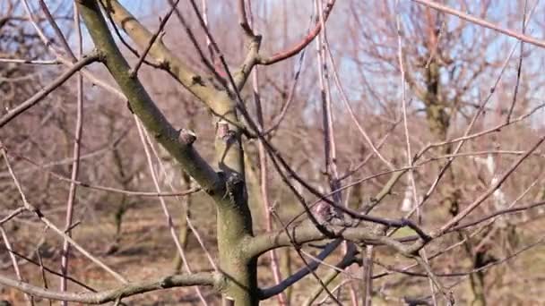 Садівник Обрізає Гілки Обрізає Фруктові Дерева Довгими Ножицями Саду Фермер — стокове відео