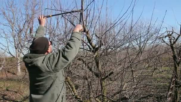 Kertész Ágakat Vág Gyümölcsfákat Metszik Hosszú Ollóval Gyümölcsösben Kertész Gyümölcsfák — Stock videók