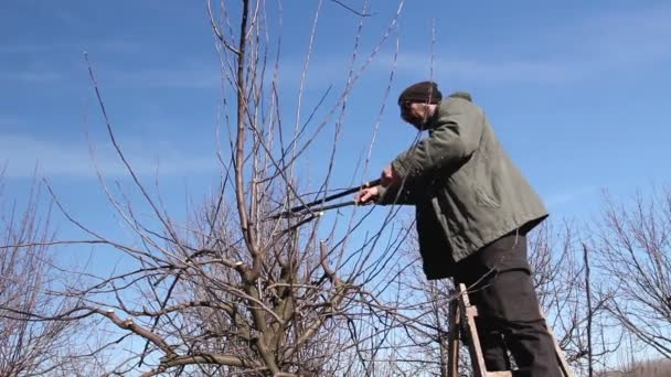 Ogrodnik Ścina Gałęzie Przycinając Drzewa Owocowe Nożycami Przycinania Sadu Rolnik — Wideo stockowe