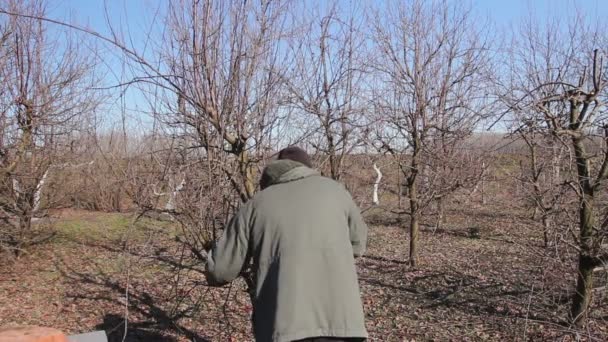 Kertész Ágakat Vág Gyümölcsfákat Metszik Hosszú Ollóval Gyümölcsösben Kertész Gyümölcsfák — Stock videók