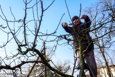 Kesme dalları, budama meyve ağaçları budama s ile bahçıvan olduğunu