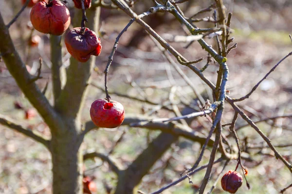 Frutos momificados secos en una rama de árbol en el soleado día de primavera —  Fotos de Stock