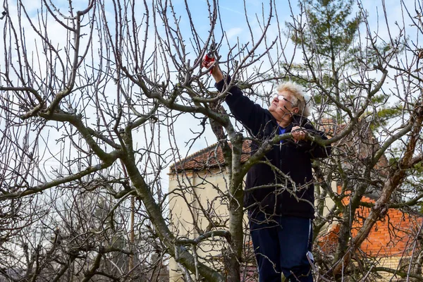 Az idősebb nő ágakat vág, gyümölcsfákat metszik nyírással. — Stock Fotó