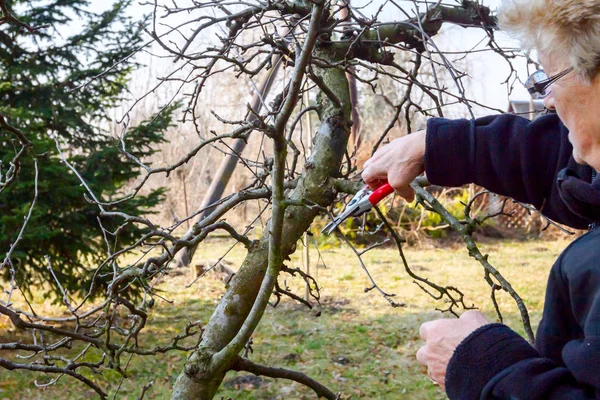 Idős nő ágakat vág, gyümölcsfákat metszeget shea-val. — Stock Fotó