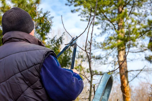 Gardener is cutting branches, pruning fruit trees with pruning s — Stock Photo, Image