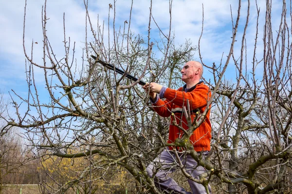 Stock image Gardener is cutting branches, pruning fruit trees with pruning s