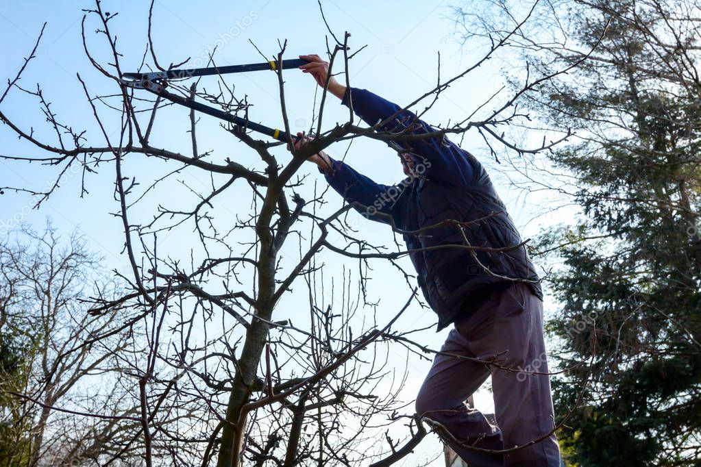 Gardener is cutting branches, pruning fruit trees with pruning s