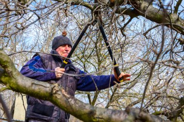 Kesme dalları, budama meyve ağaçları budama s ile bahçıvan olduğunu