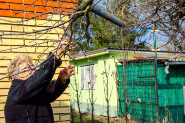 Yaşlı kadın dalları kesiyor, meyve ağaçlarını Shea ile buduyor.