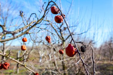 Dry mummified fruits on a tree branch in the sunny spring day clipart