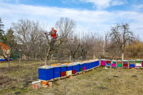 Jardinier coupe des branches, taille des arbres fruitiers avec élagage s — Photo