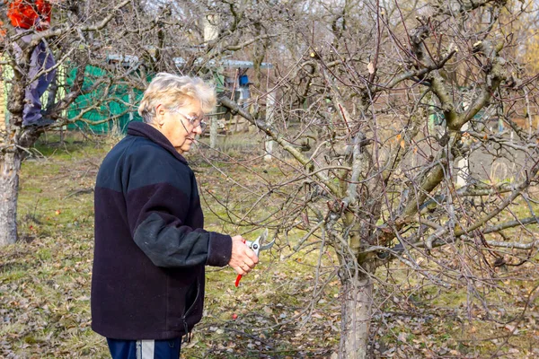 Idős férfiak és nők ágakat vágnak, gyümölcsfákat metszenek. — Stock Fotó