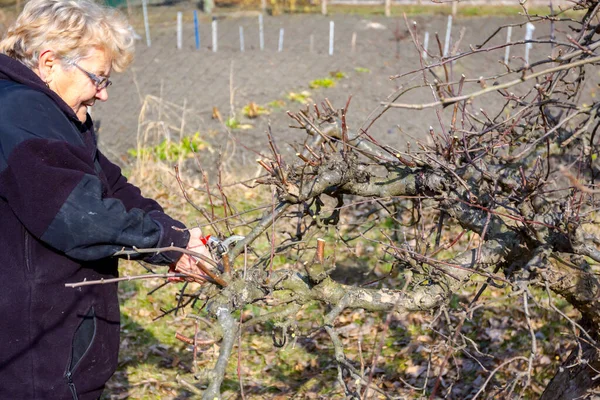 Yaşlı kadın dalları kesiyor, meyve ağaçlarını Shea ile buduyor. — Stok fotoğraf