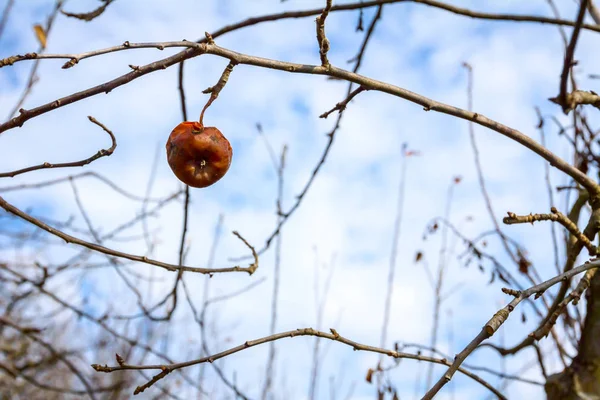 Dry mummified fruits on a tree branch in the sunny spring day — Stock Photo, Image