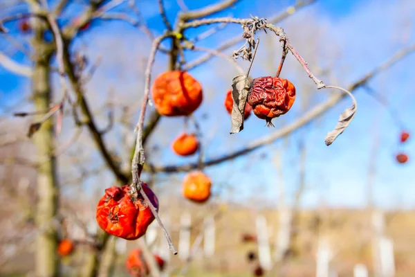 Frutti mummificati secchi su un ramo d'albero nella soleggiata giornata primaverile — Foto Stock