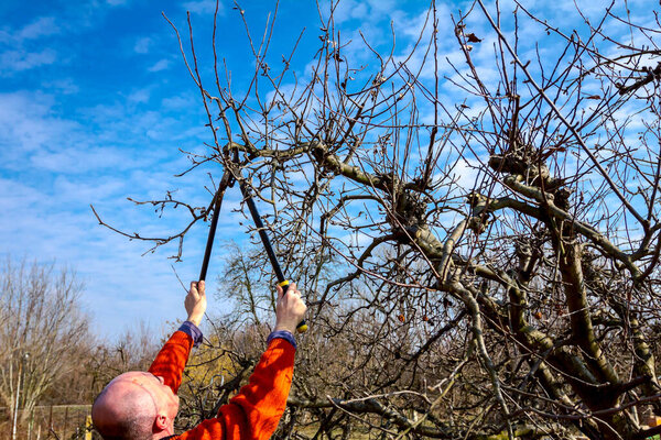 Gardener is cutting branches, pruning fruit trees with pruning s
