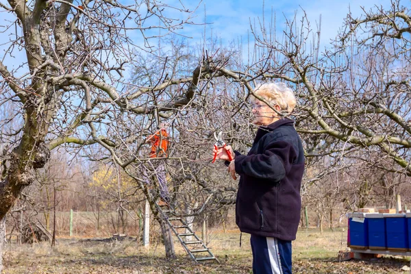 Idős férfiak és nők ágakat vágnak, gyümölcsfákat metszenek. — Stock Fotó