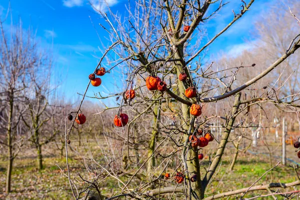 Frutti mummificati secchi su un ramo d'albero nella soleggiata giornata primaverile — Foto Stock