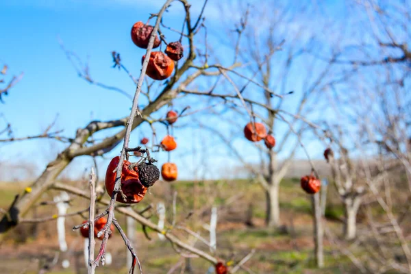Frutos momificados secos en una rama de árbol en el soleado día de primavera —  Fotos de Stock