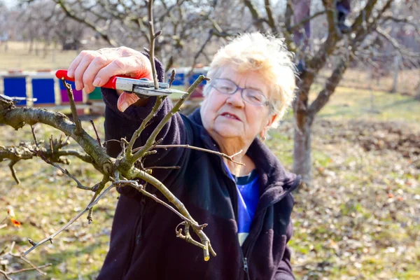 Idős nő ágakat vág, gyümölcsfákat metszeget shea-val. — Stock Fotó