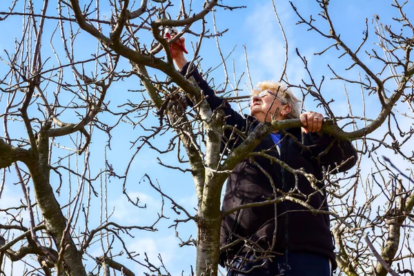 Senior vrouw snijdt takken, snoeit fruitbomen met scheer — Stockfoto