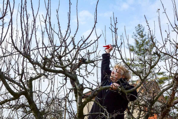 Kıdemli kadın dalları kesiyor, meyve ağaçlarını kesiyor. — Stok fotoğraf