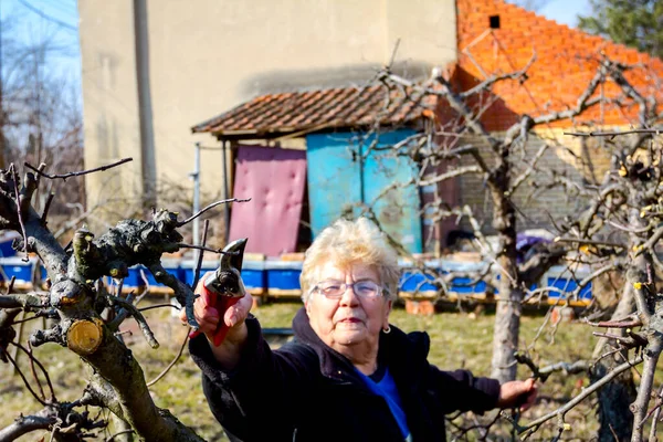 Idős nő ágakat vág, gyümölcsfákat metszeget shea-val. — Stock Fotó