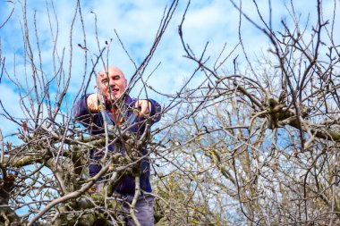 Kesme dalları, budama meyve ağaçları budama s ile bahçıvan olduğunu