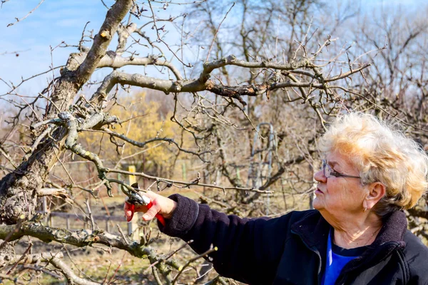 Idős nő ágakat vág, gyümölcsfákat metszeget shea-val. — Stock Fotó