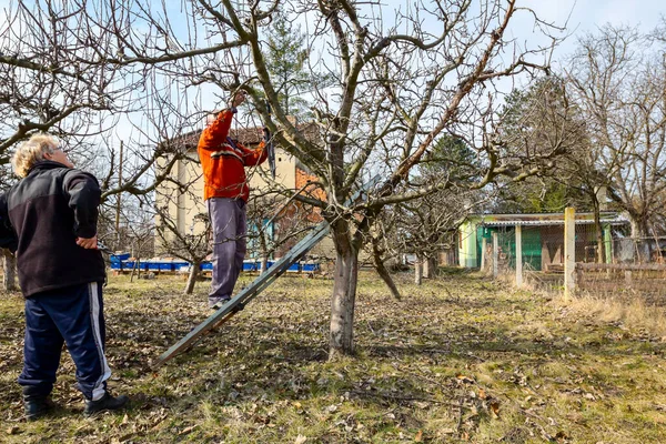 Uomo e donna anziani tagliano rami, potano alberi da frutto — Foto Stock