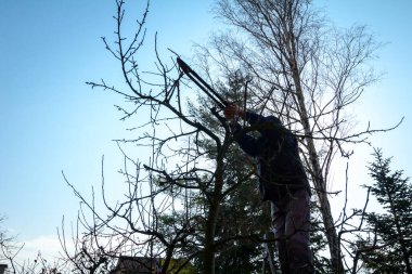 Kesme dalları, budama meyve ağaçları budama s ile bahçıvan olduğunu