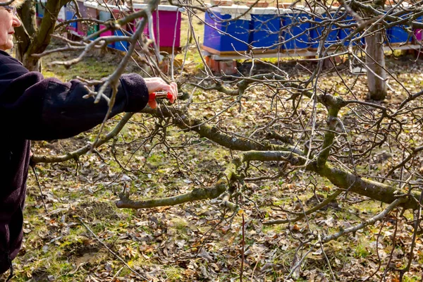 Idős nő ágakat vág, gyümölcsfákat metszeget shea-val. — Stock Fotó