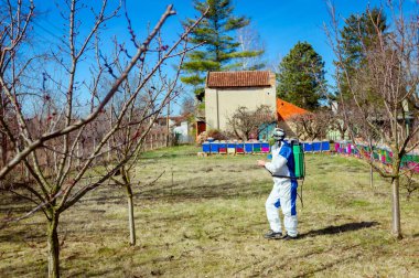 Koruyucu giyimli bahçıvan meyve ağaçları serpiştiriyor.