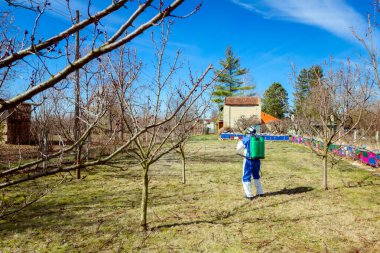 Koruyucu giyimli bahçıvan meyve ağaçları serpiştiriyor.