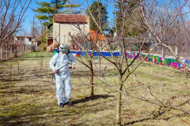 Koruyucu giyimli bahçıvan meyve ağaçları serpiştiriyor.