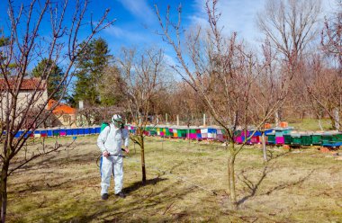 Koruyucu giyimli bahçıvan meyve ağaçları serpiştiriyor.