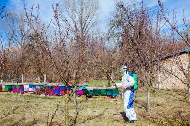 Koruyucu giyimli bahçıvan meyve ağaçları serpiştiriyor.