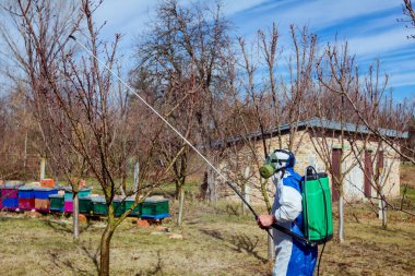 Koruyucu giyimli bahçıvan meyve ağaçları serpiştiriyor.