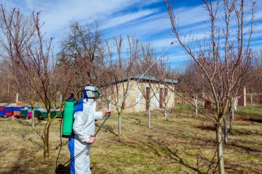 Koruyucu giyimli bahçıvan meyve ağaçları serpiştiriyor.