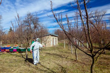 Koruyucu giyimli bahçıvan meyve ağaçları serpiştiriyor.