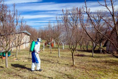 Koruyucu giyimli bahçıvan meyve ağaçları serpiştiriyor.